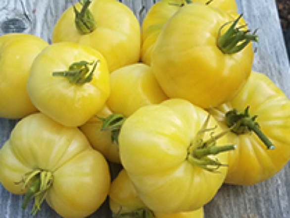 white tomesol heirloom tomato